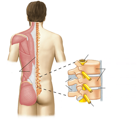 durere dureroasă la nivelul coloanei vertebrale sacrale)
